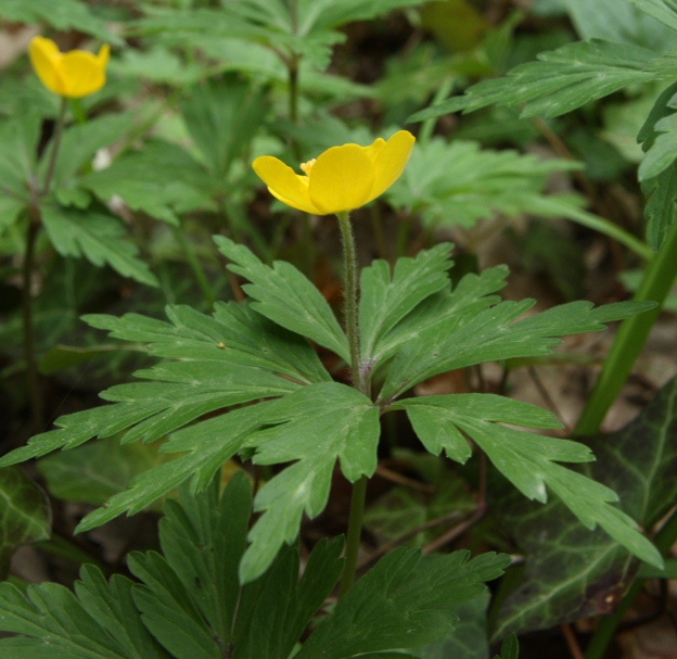 Anemone ranunculoides